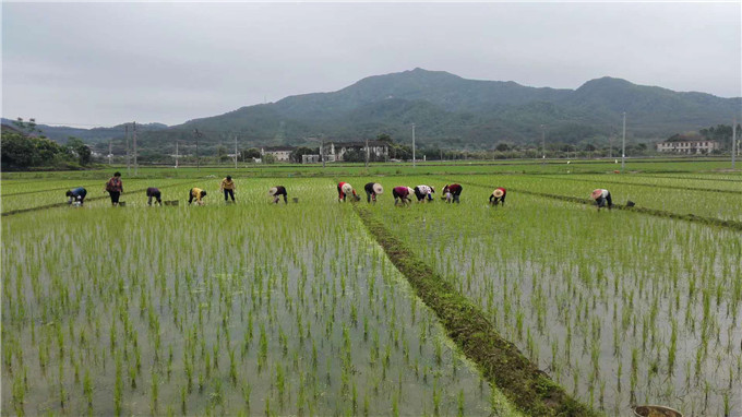 人工除草