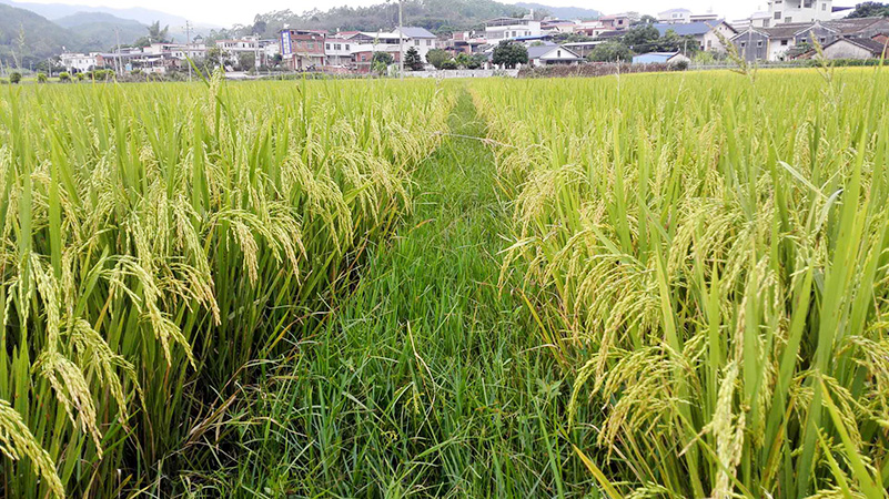 种植基地