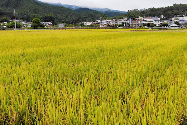 种植基地